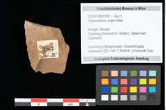 Foto (Objekt + Etikett) von Glyptostrobus ungeri Heer (NHMW-GEO-2024-0188-0183)